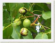 2007-08-12_16-17-14_Aout_131,0mm_1_250_eme_DiMAGE A2 * 2560 x 1920 * (3.21MB)